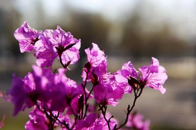 春季里的花
