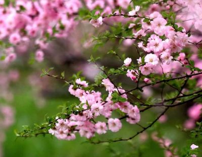 春季里的花