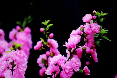 春季里的花