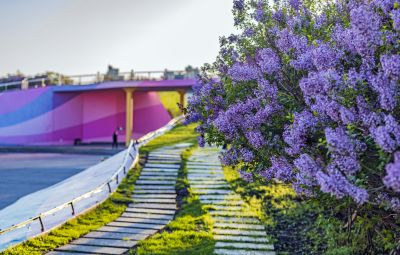 丁香公园2
