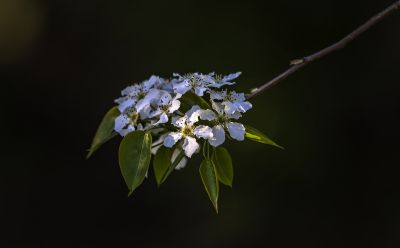 丁香公园1