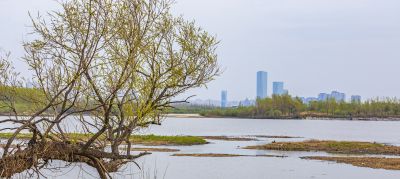 大剧院湿地