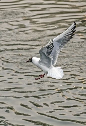 何家沟海鸥1