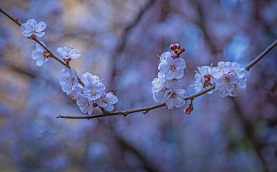 春天的花