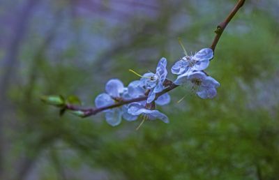 春天的花