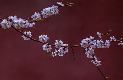 春天的花