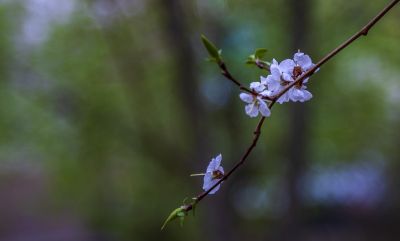 春天的花