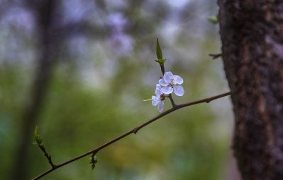 春天的花