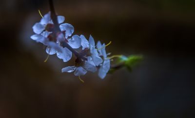 春天的花