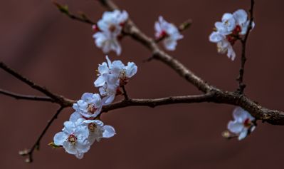 春天的花