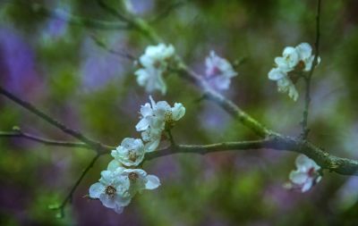 春天的花
