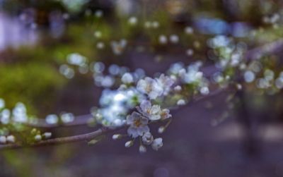 春天的花