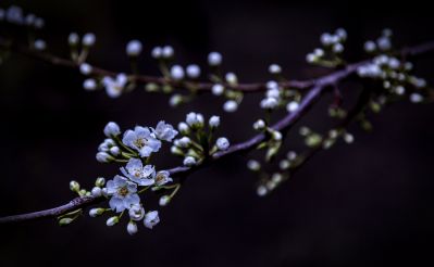 春天的花