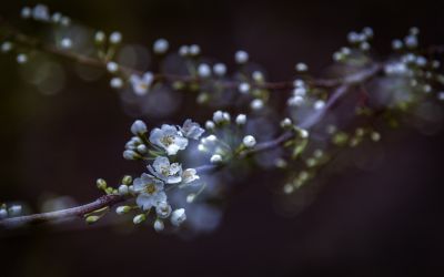 春天的花