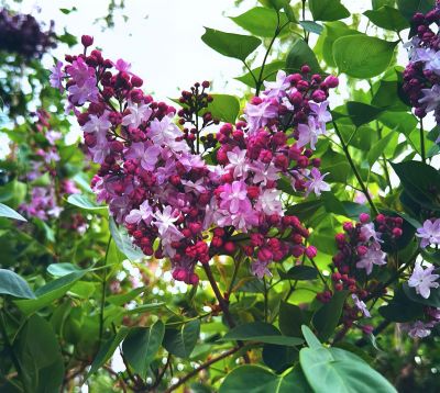 重瓣丁香