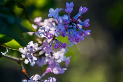 丁香花开香满园2