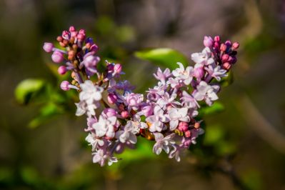 丁香花开香满园2
