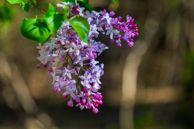丁香花开香满园2