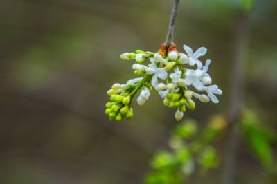 丁香花开香满园2