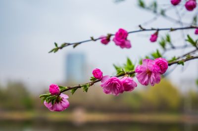 丁香花开香满园2