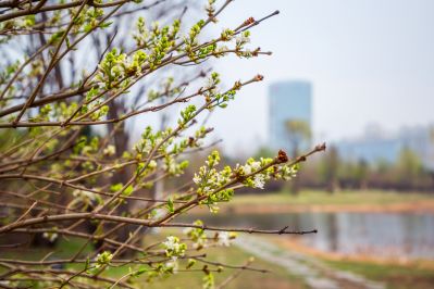 丁香花开香满园2