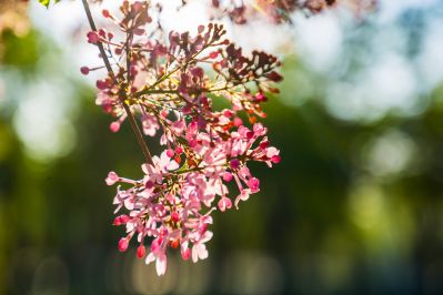 丁香花开香满园1