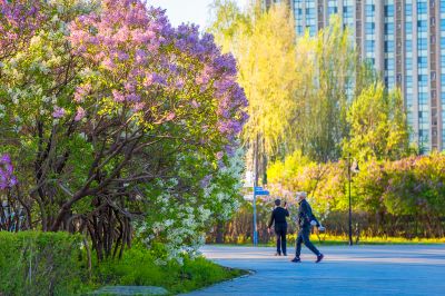 丁香花开香满园1