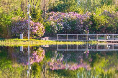 丁香花开香满园1