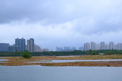 雨中的湿地