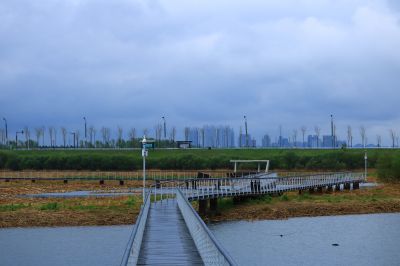 雨中的湿地