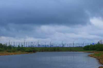 雨中的湿地