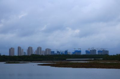 雨中的湿地