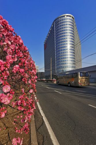 榆叶梅花开