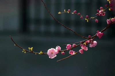 冰城春色