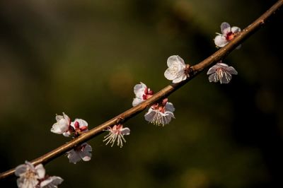 冰城春花
