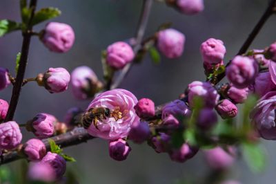 冰城春花