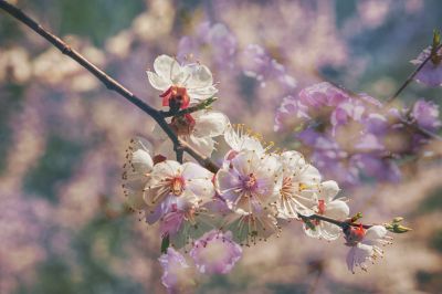 冰城春花