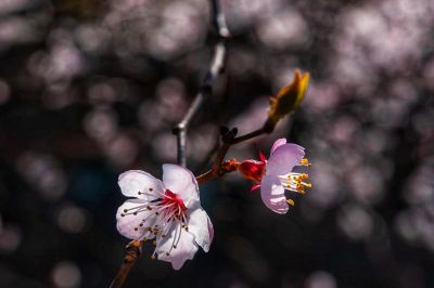 冰城春花