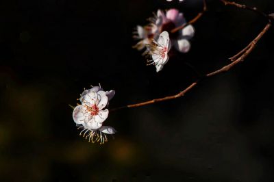 冰城春花