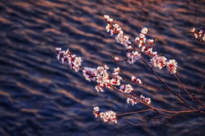 冰城春花