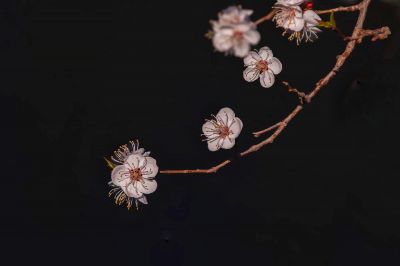 冰城春花