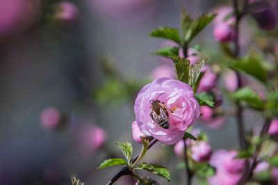 冰城春花