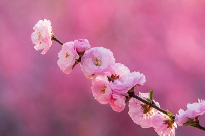 冰城春花