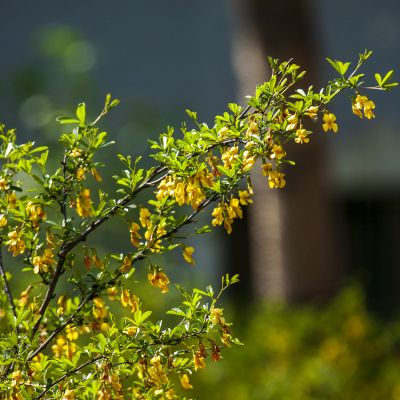 冰城五月花