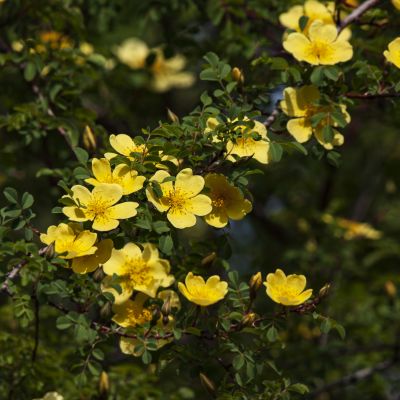 冰城五月花