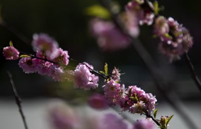 春花1