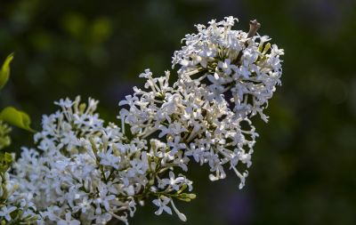 春花1