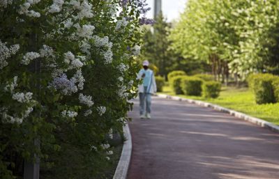 春花1