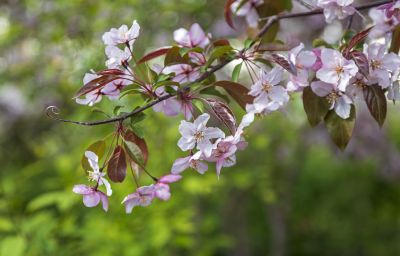春花1