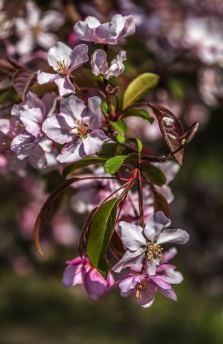 春花1